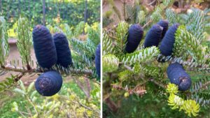 Sapevate che esiste un albero da cui nascono delle pigne blu? Tutto quello che c’è da sapere sull’abete della Corea