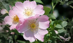 Rosa canina: tutto quello che volevi sapere su questa pianta e molto di più