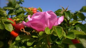 Rosa canina, miti e leggende su questo bellissimo fiore