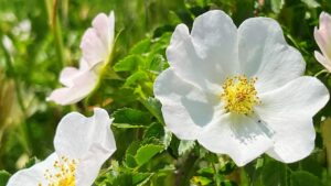 Rosa canina: tutto quello che devi sapere sulle sue proprietà benefiche