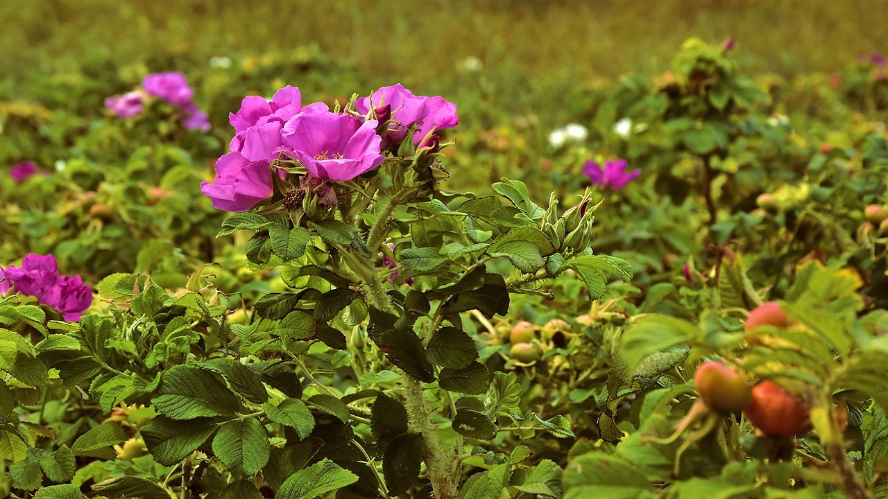 Arbusto rosa canina
