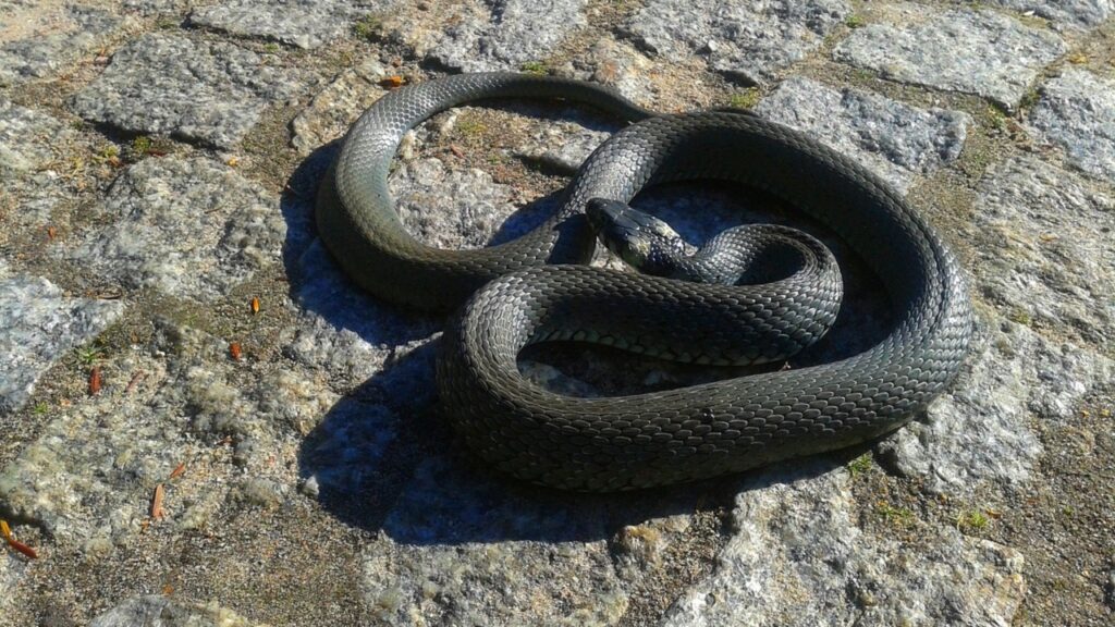 Cosa Attira I Serpenti In Giardino | La Risposta Dei Disinfestatori: La ...