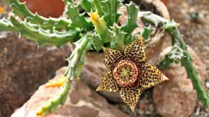 Come prendersi cura della Stapelia variegata: ecco perché la chiamano “fior di carogna”