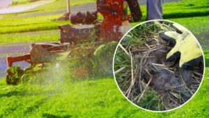 Prima di tagliare l’erba del tuo giardino, controlla bene: questi animali tendono a nascondersi in posti ben precisi