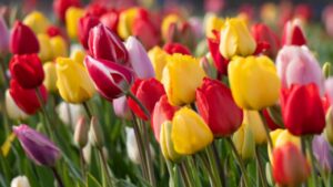 Alla ricerca delle leggende e del significato dei tulipani: ecco qual è la più bella