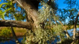 Usnea: tutto quello che volevi sapere su questi licheni noti come barba del bosco