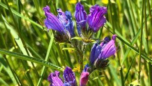 La chiamano viperina azzurra e i suoi fiori sono molto amati dalle api: ecco quali sono i suoi numerosi benefici