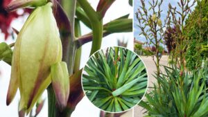 Yucca filamentosa: metodi di propagazione e caratteristiche di questa bellissima pianta grassa