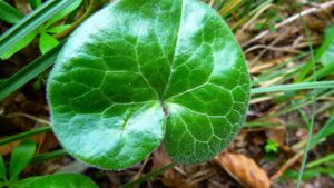 Zenzero selvatico: tutto quello che hai sempre voluto sapere sull’Asarum europaeum