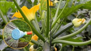 Ecco quanto e quando si annaffiano le zucchine per non farle diventare amare