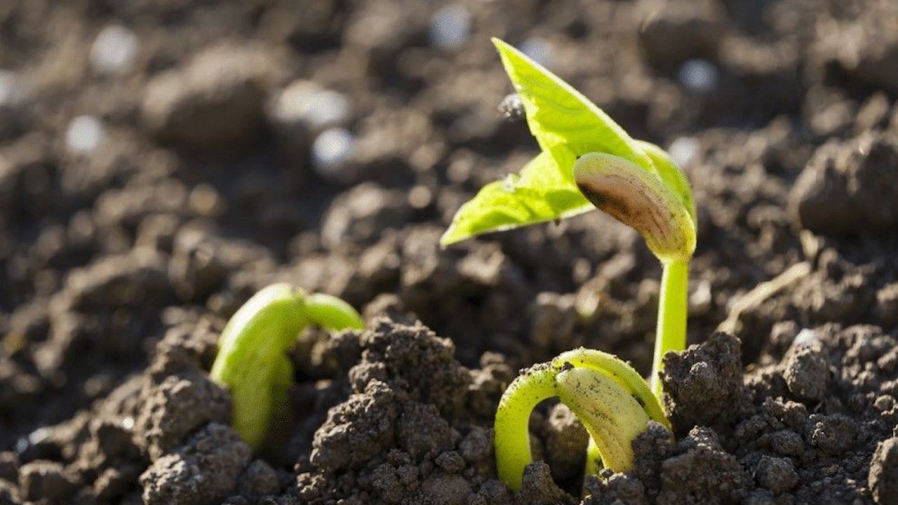 coltivare due piccoli alberi da frutto