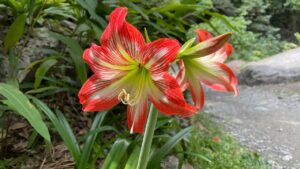 Amaryllis: come prendersene cura per avere fiori meravigliosi in giardino