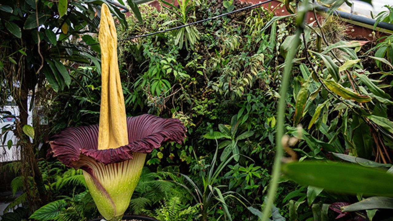 Amorphophallus titanum