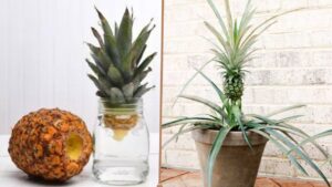 Ananas: il metodo definitivo per coltivarlo in vaso o in giardino