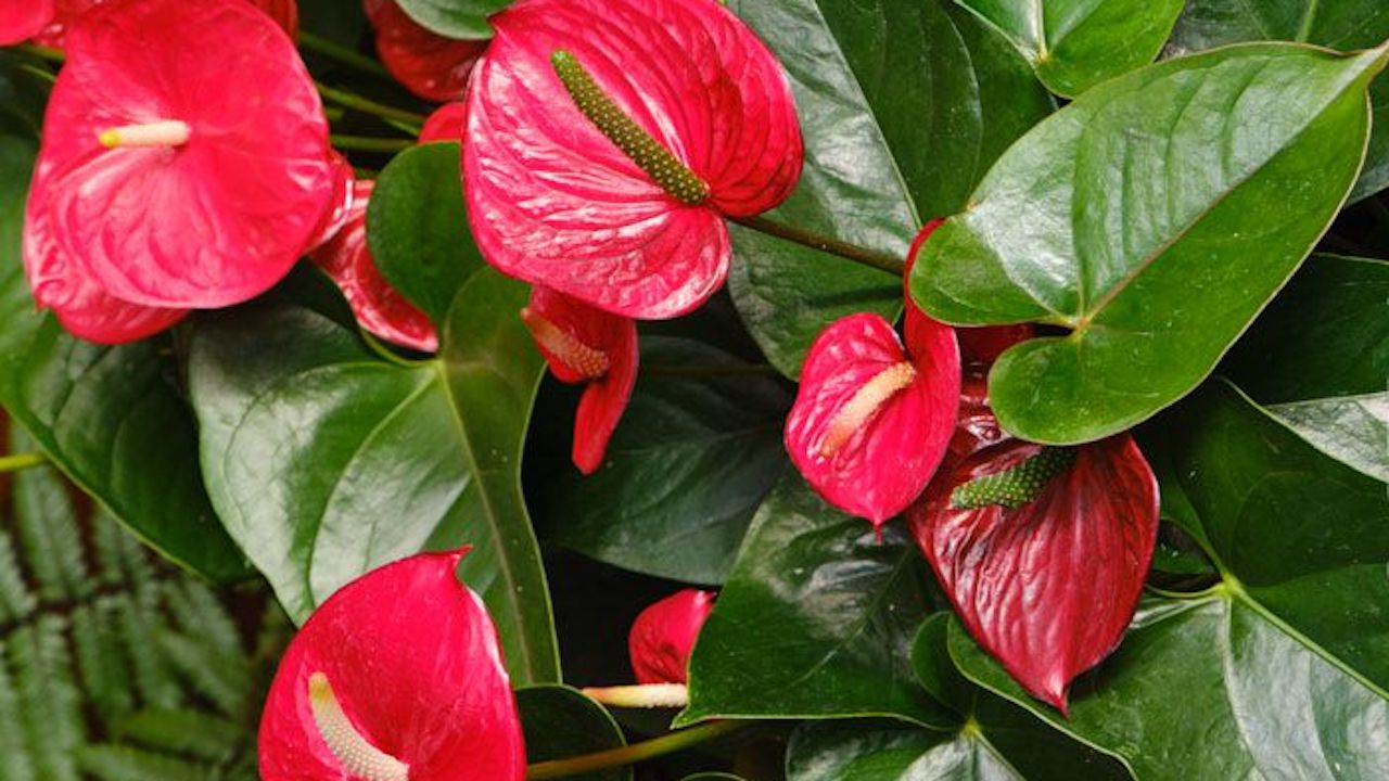 Anthurium pianta tropicale