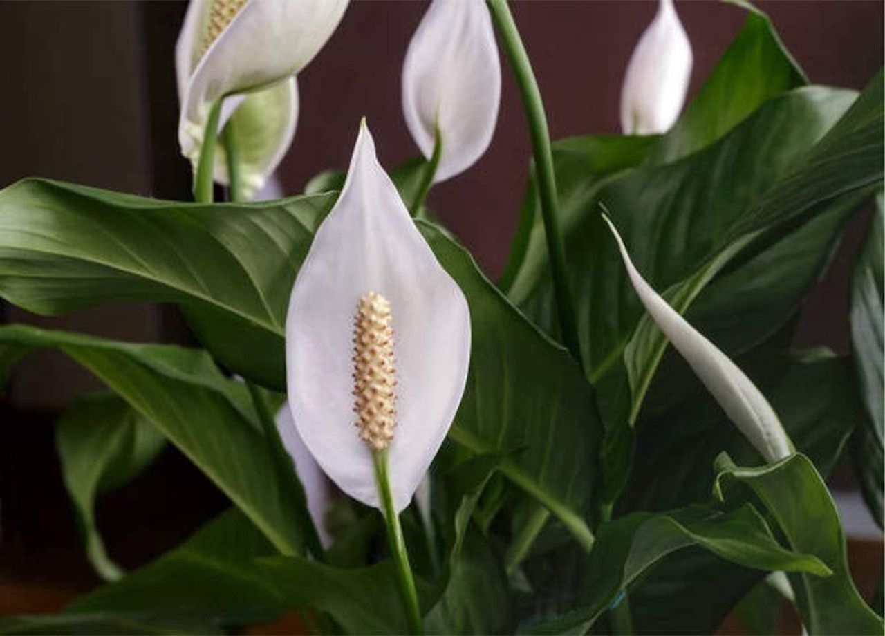 Anthurium fiori