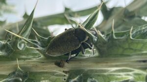 Li puoi incontrare durante le passeggiate sui campi: cosa sono e perché sono stati usati come agenti di biocontrollo