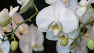 Orchidea Phalaenopsis: ecco 3 trucchetti per farla vivere a lungo