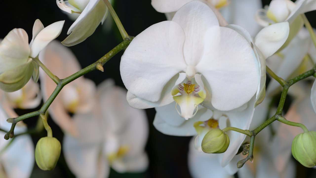 Orchidea Phalaenopsis