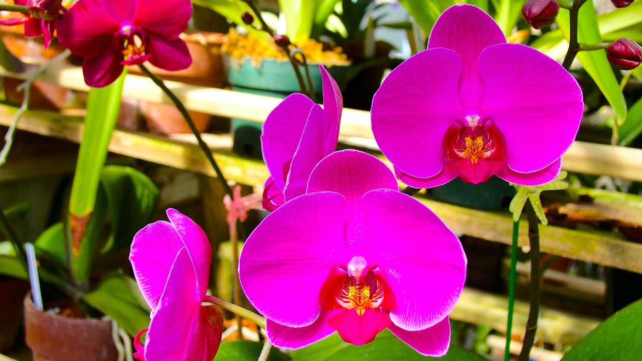 Orchidea Phalaenopsis rosa