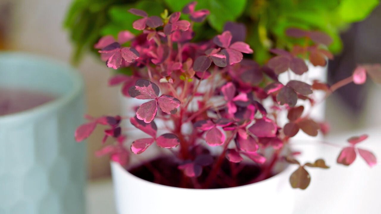 Oxalis vulcanicola