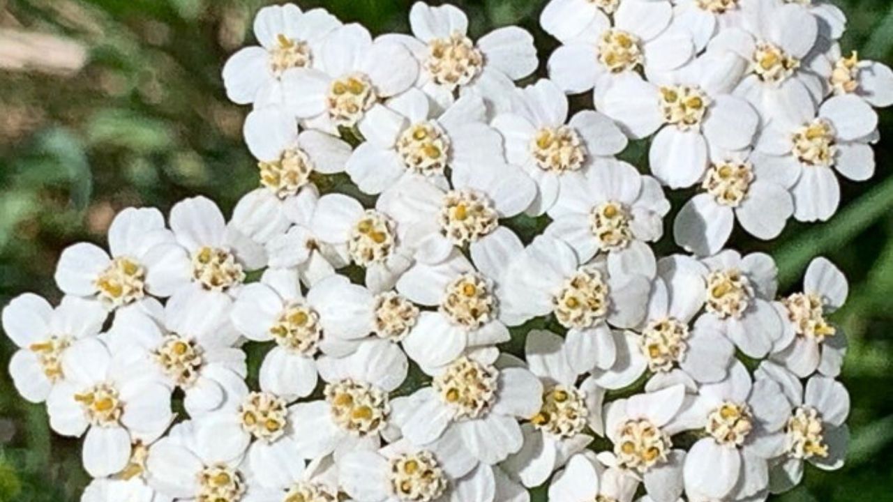 Achillea millefoglie