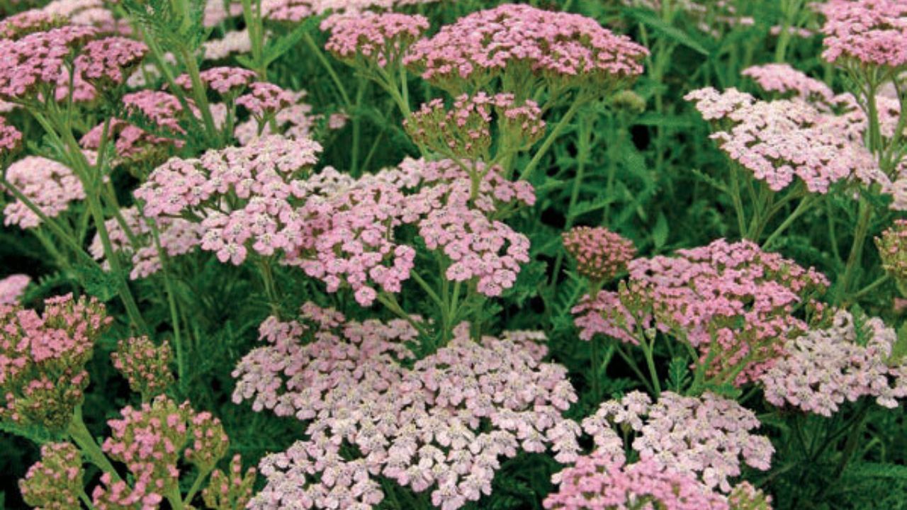 Achillea millefolium