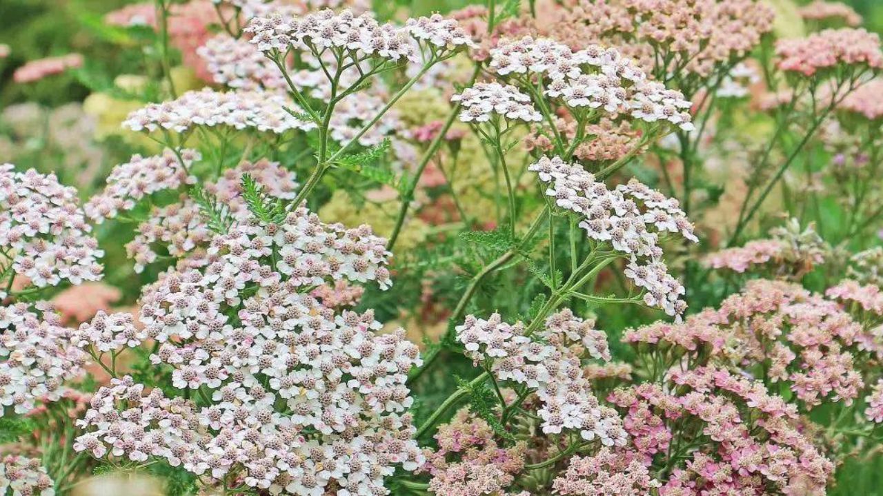 Achillea