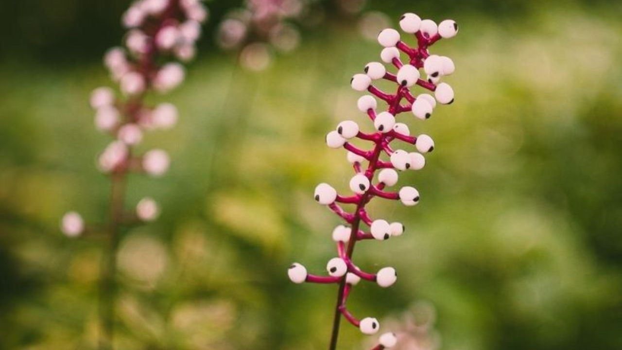 Actaea alba