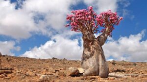 Rosa del deserto: una pianta difficile da coltivare ma dal significato bellissimo