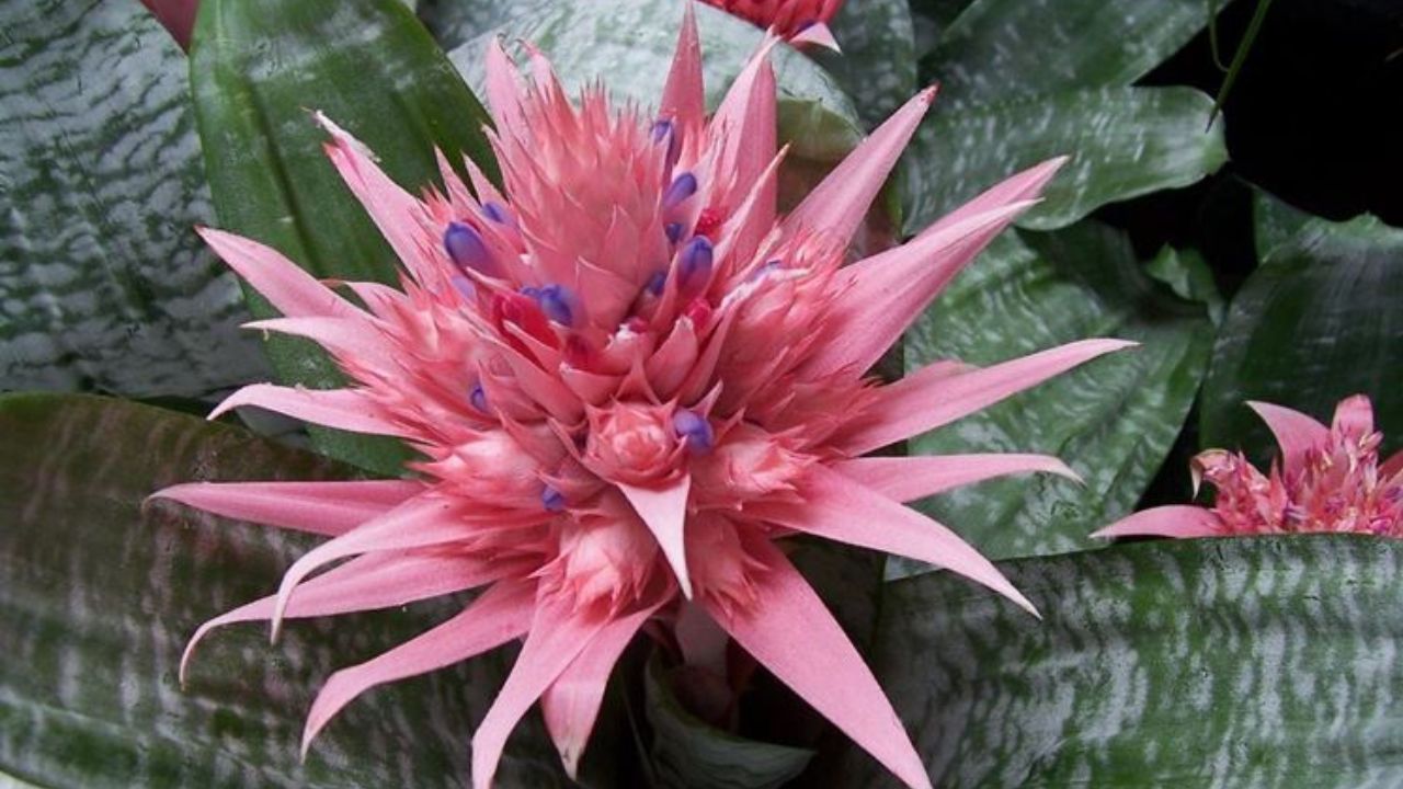 Aechmea fasciata