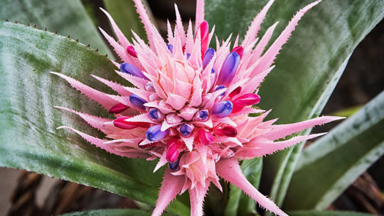 Aechmea fasciata