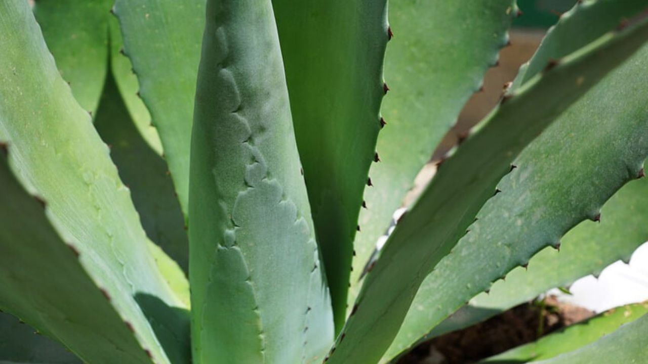 Agave