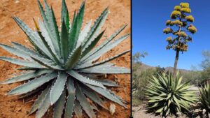 Agave: caratteristiche, mitologia e significati della pianta simbolo della Sicilia