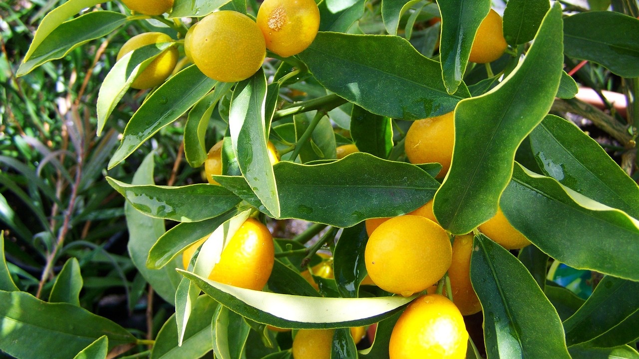 limoni sull'albero