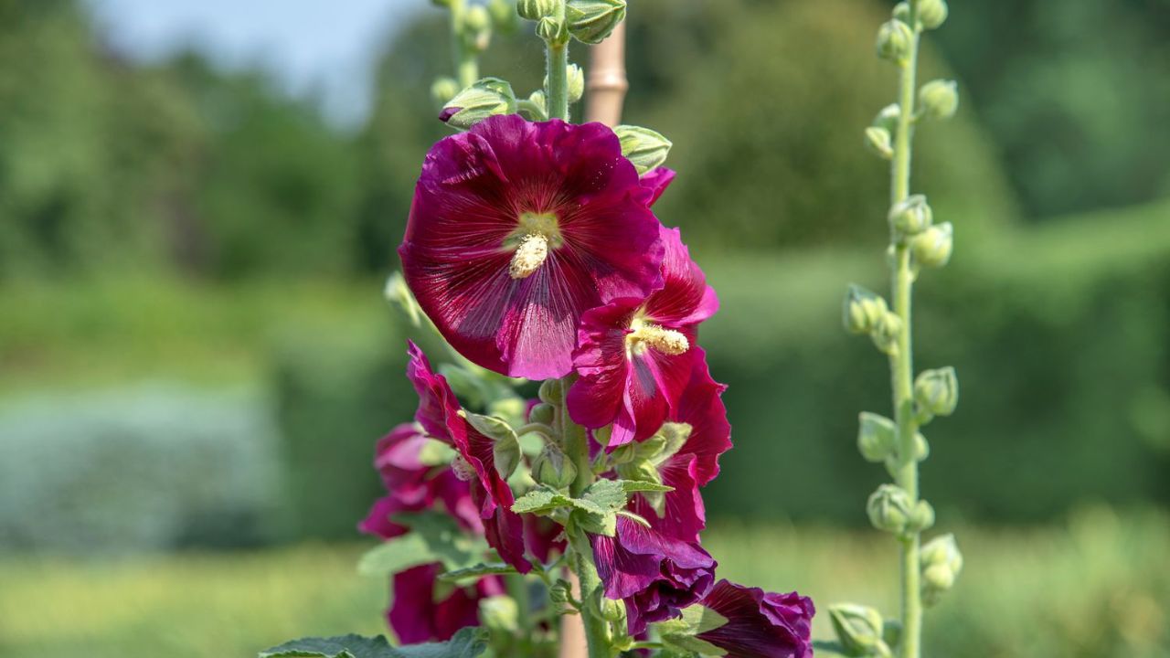 Alcea rosea