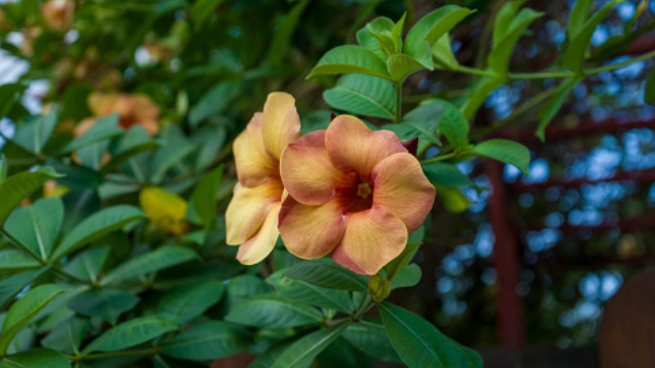 Allamanda