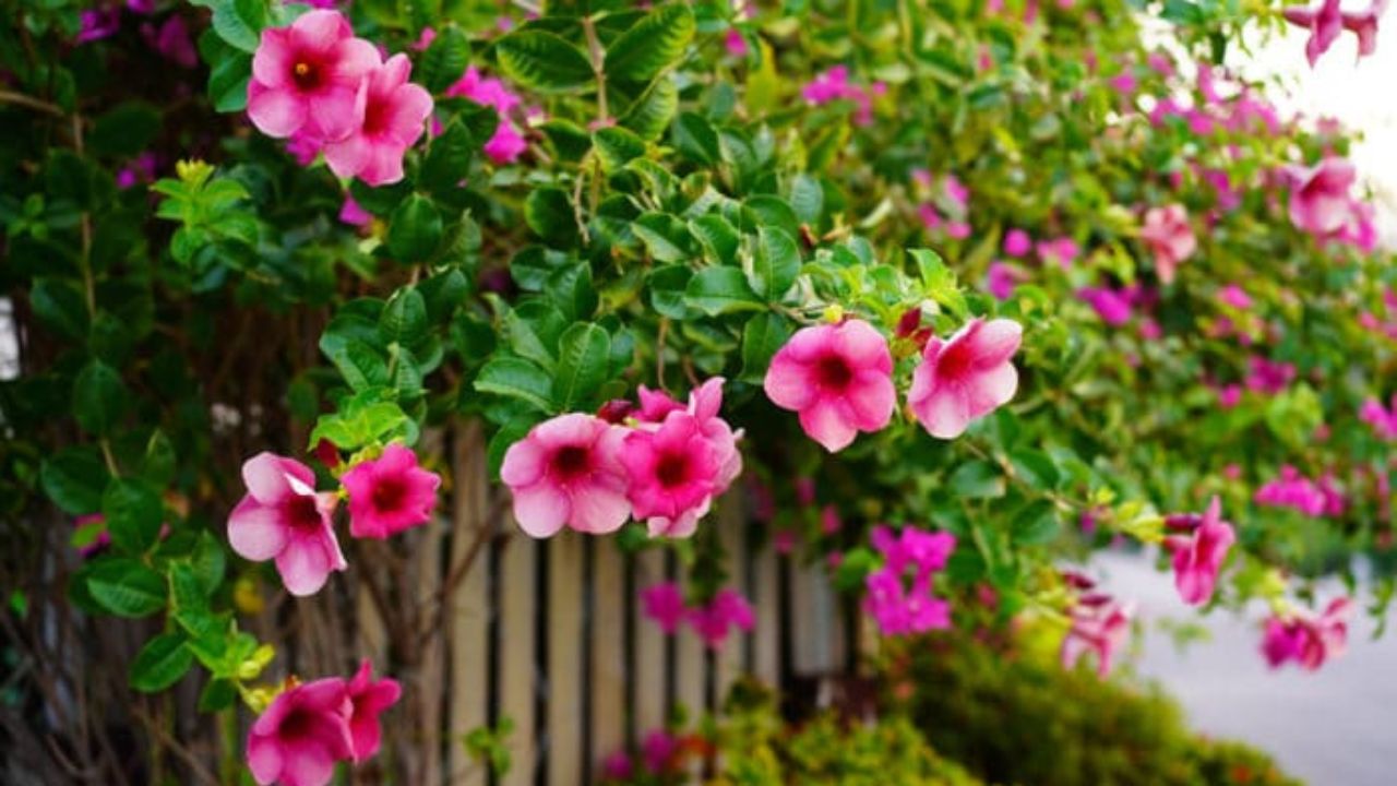 Allamanda blanchetii