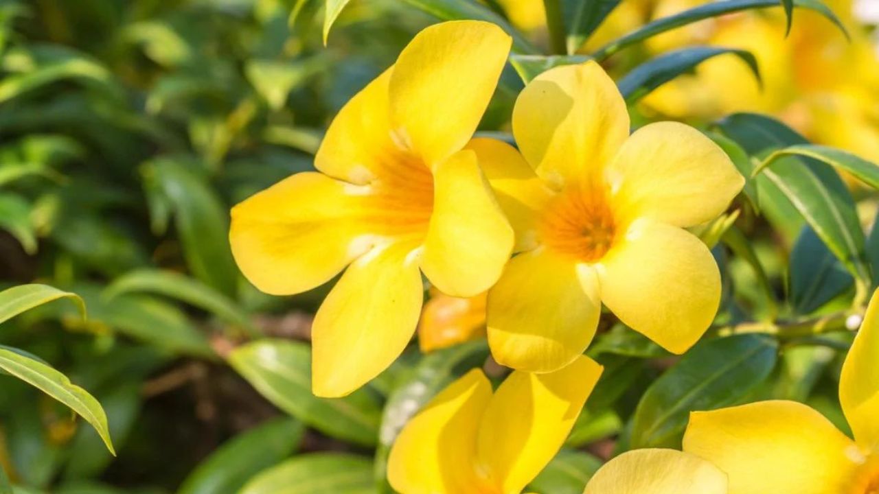 Allamanda cathartica