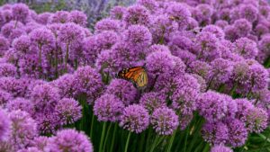 Allium Serendipity: la varietà di cipolla ornamentale più bella che esista