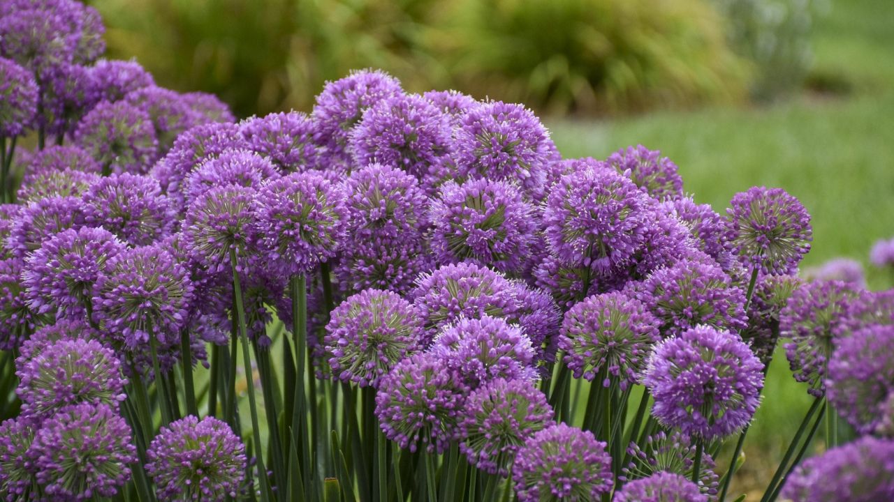 Allium Serendipity