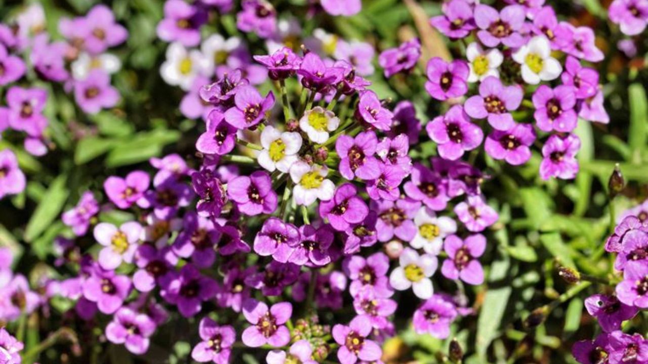 Alyssum