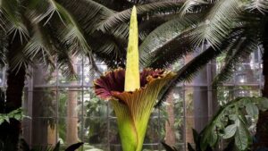 Amorphophallus titanum: tutto ciò che devi sapere su questa enorme pianta tropicale