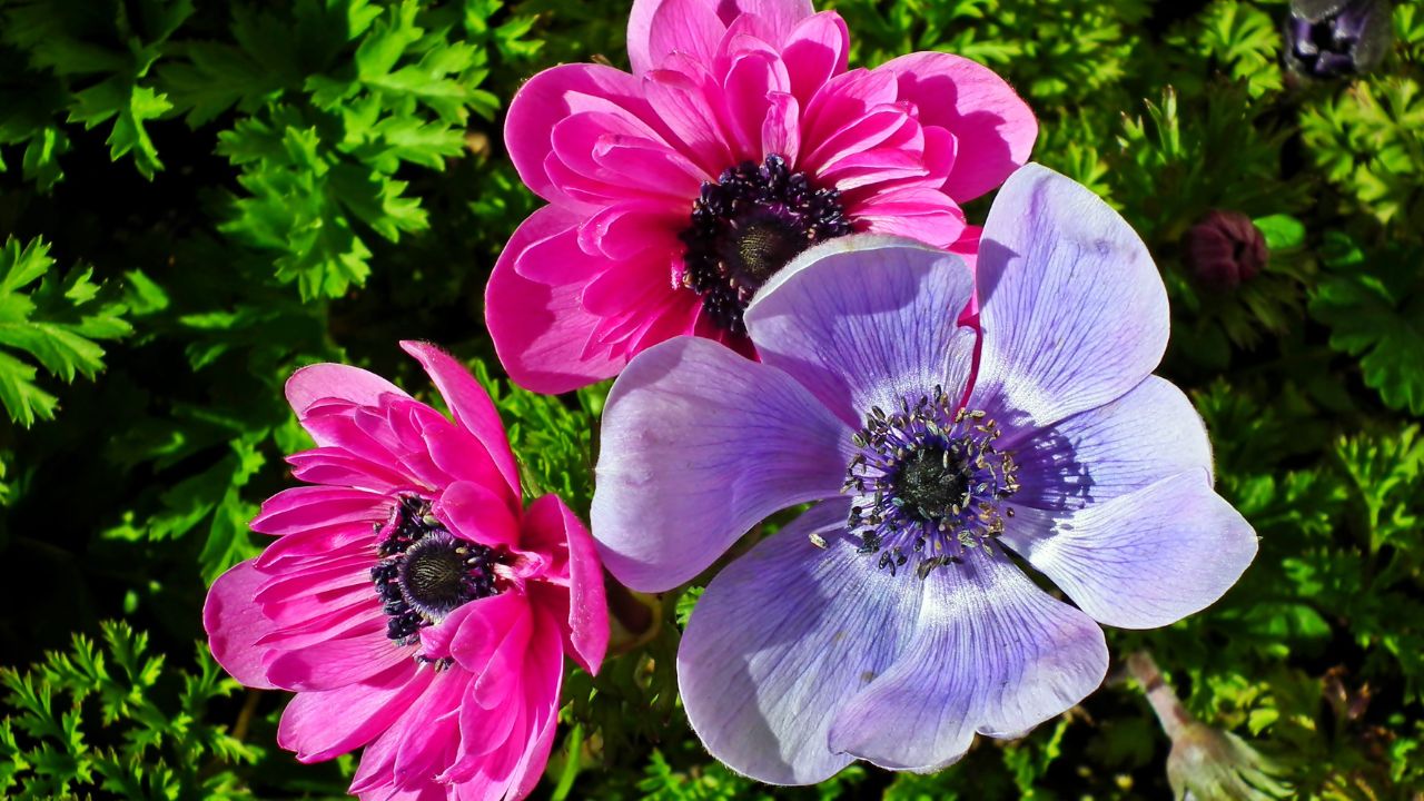 anemone colorato