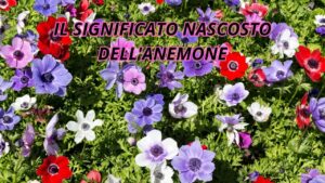 La meravigliosa leggenda del fiore Anemone: ecco il suo significato