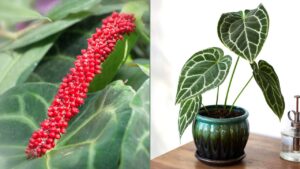 Anthurium crystallinum: scopri come prendertene cura nel modo giusto