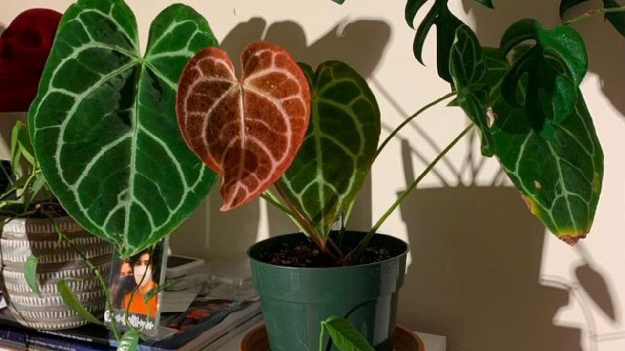 Anthurium crystallinum