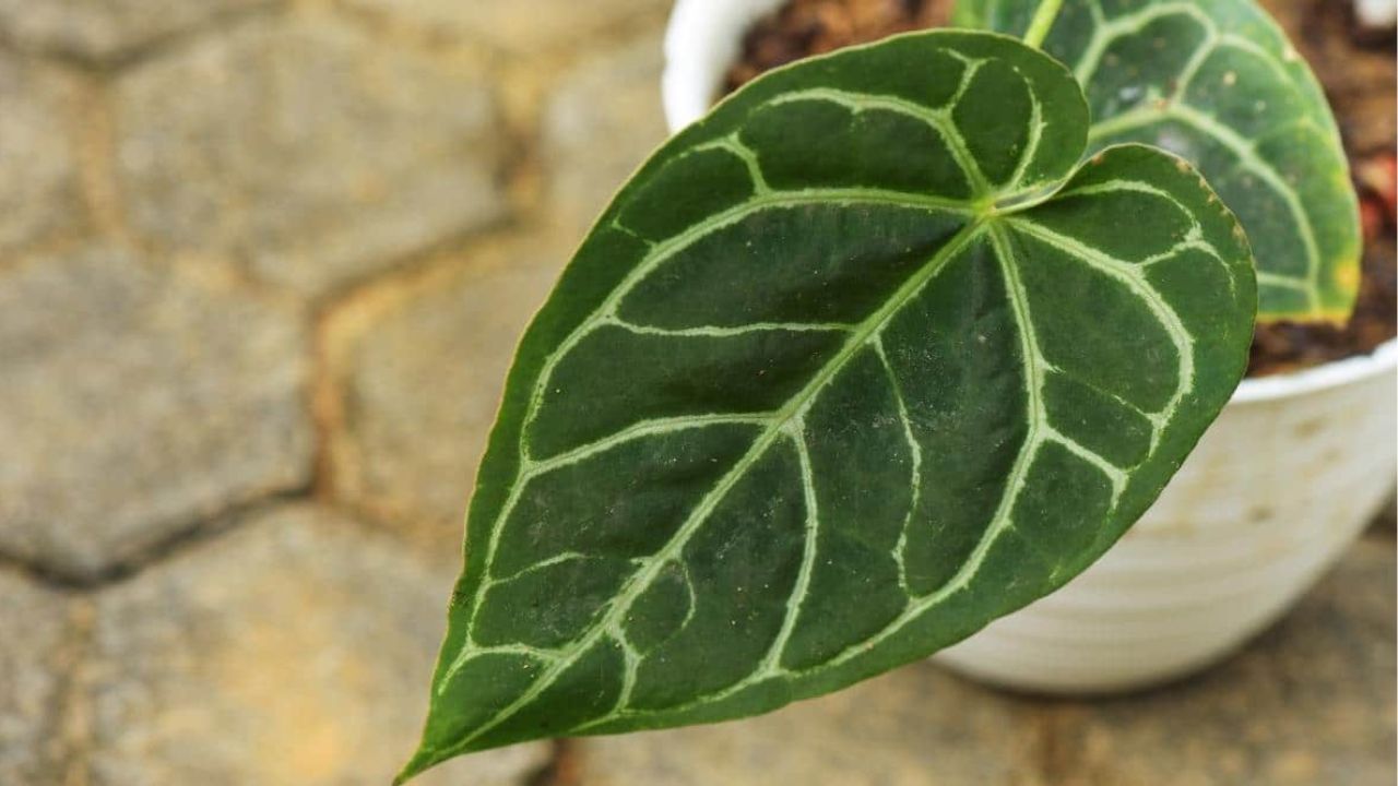 Anthurium crystallinum