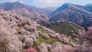 Un paesaggio mozzafiato in Cina: ecco la valle degli albicocchi