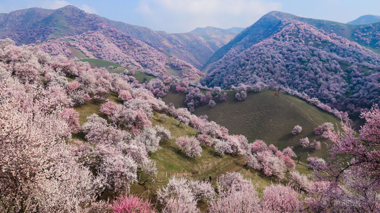 Apricot valley